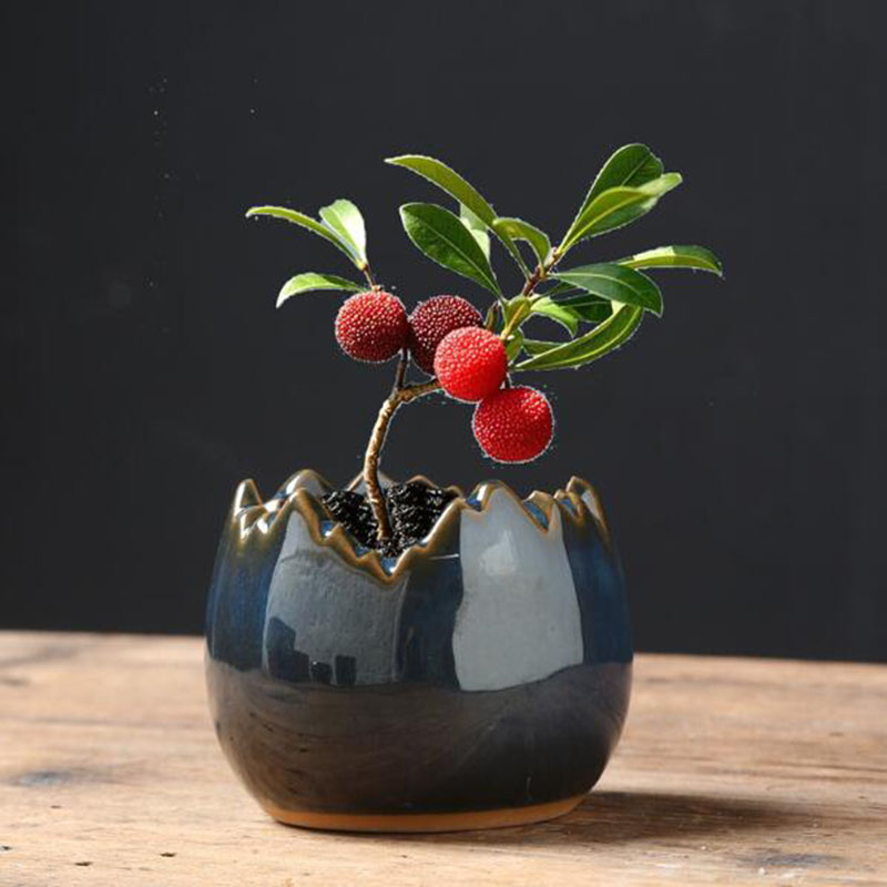Pot de fleurs en coquille d'œu - Bonsai Garden Art avis et prix